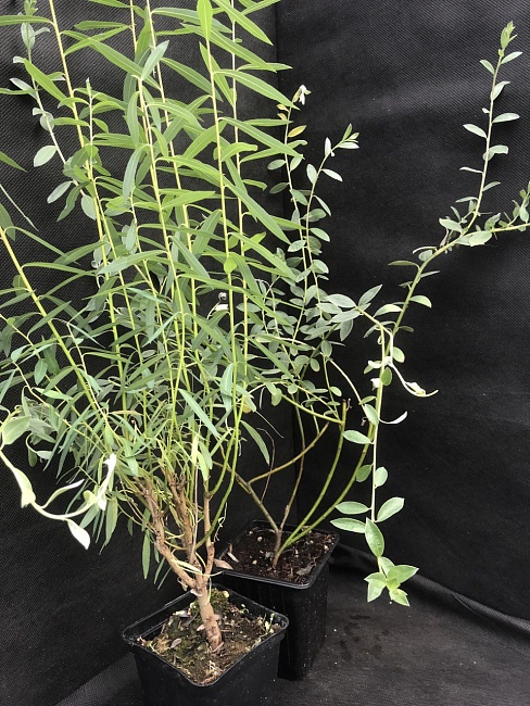 Ива Вавилонская криспа 1 шт Р9